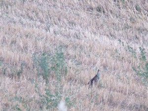 KODAK Digital Still Camera