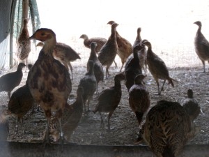 KODAK Digital Still Camera